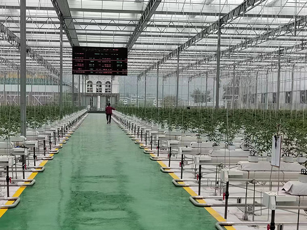 無(wú)土栽培培育