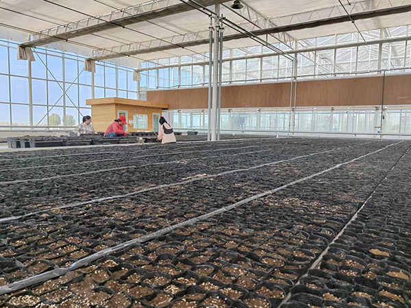 育苗無土栽培